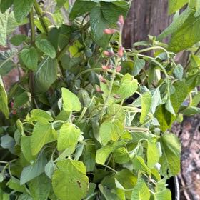Photo of the plant species Blood Sage by @LegitAloeguido named Doja Cat on Greg, the plant care app
