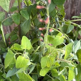 Photo of the plant species Blood Sage by @LegitAloeguido named Hemingway on Greg, the plant care app