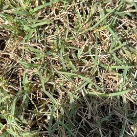 Photo of the plant species Wiregrass by @LegitAloeguido named Shakira on Greg, the plant care app