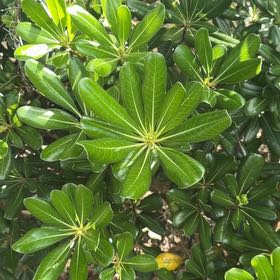 Photo of the plant species Japanese Cheesewood by @LegitAloeguido named Tree Diddy on Greg, the plant care app