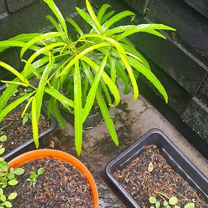 Photo of the plant species Zodia by @PunchyBlackpine named Gates on Greg, the plant care app