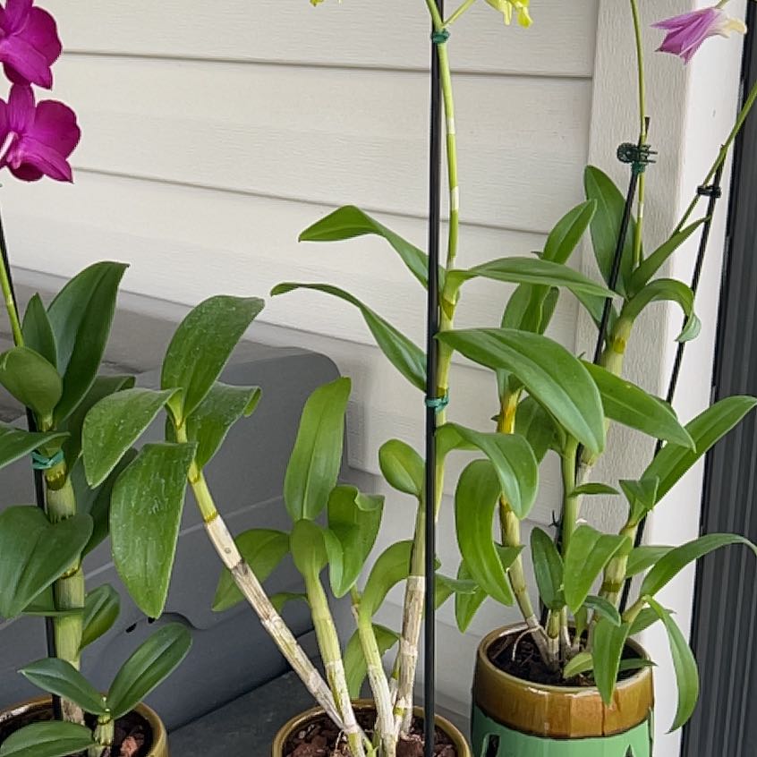 Multiple Dendrobium Phalaenopsis plants in pots with green leaves and flowers.