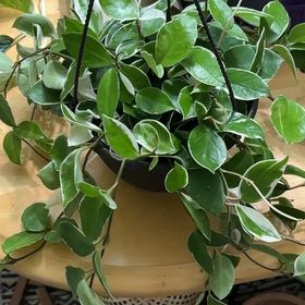 Photo of the plant species Wax Plant by @Kameronsarah named Lebron on Greg, the plant care app