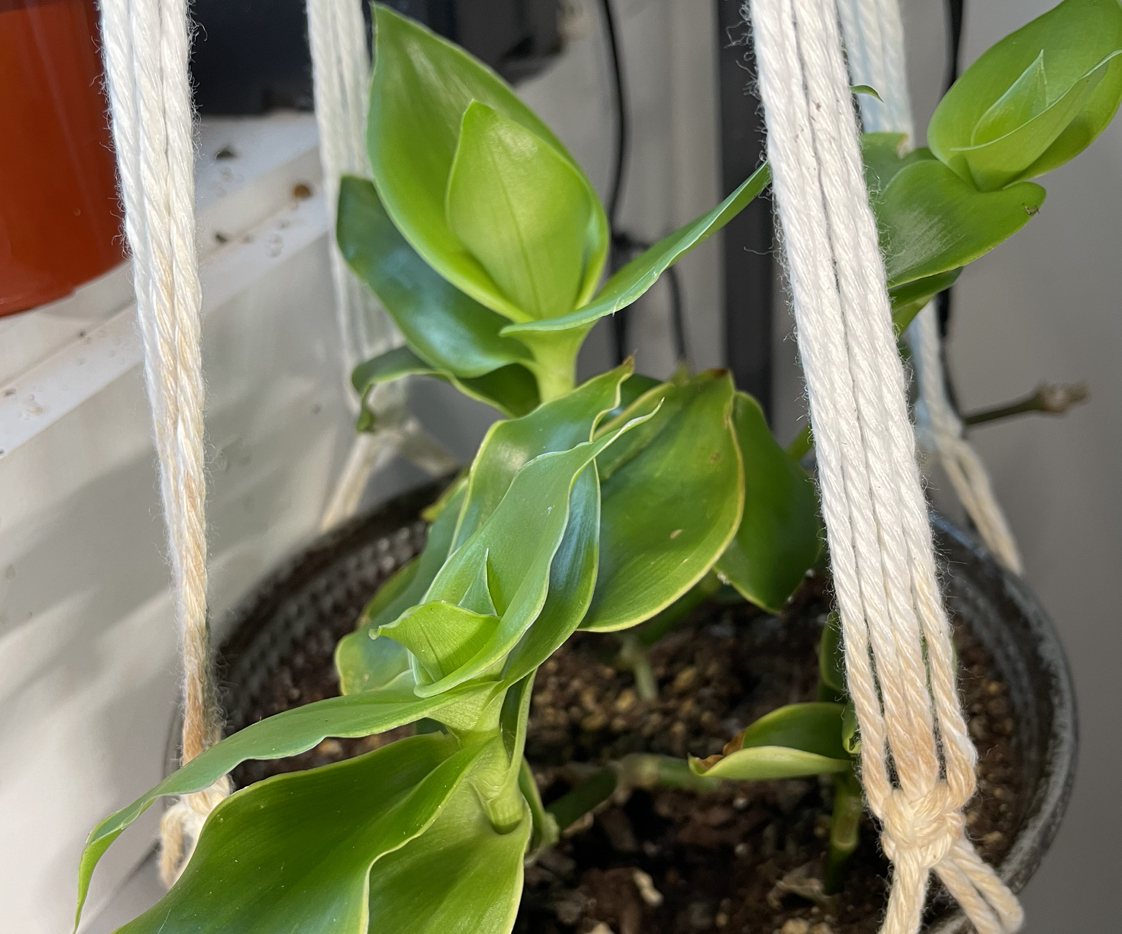 Basket Plant in a hanging pot with vibrant green leaves and visible soil.