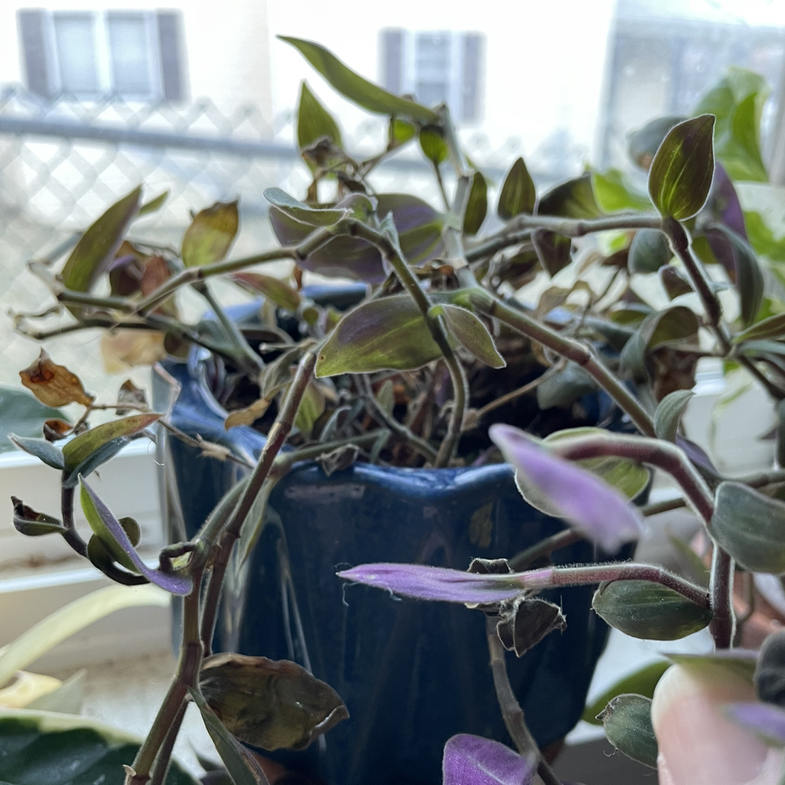 Baby Bunny Bellies plant in a blue pot with some browning leaves, placed on a windowsill.
