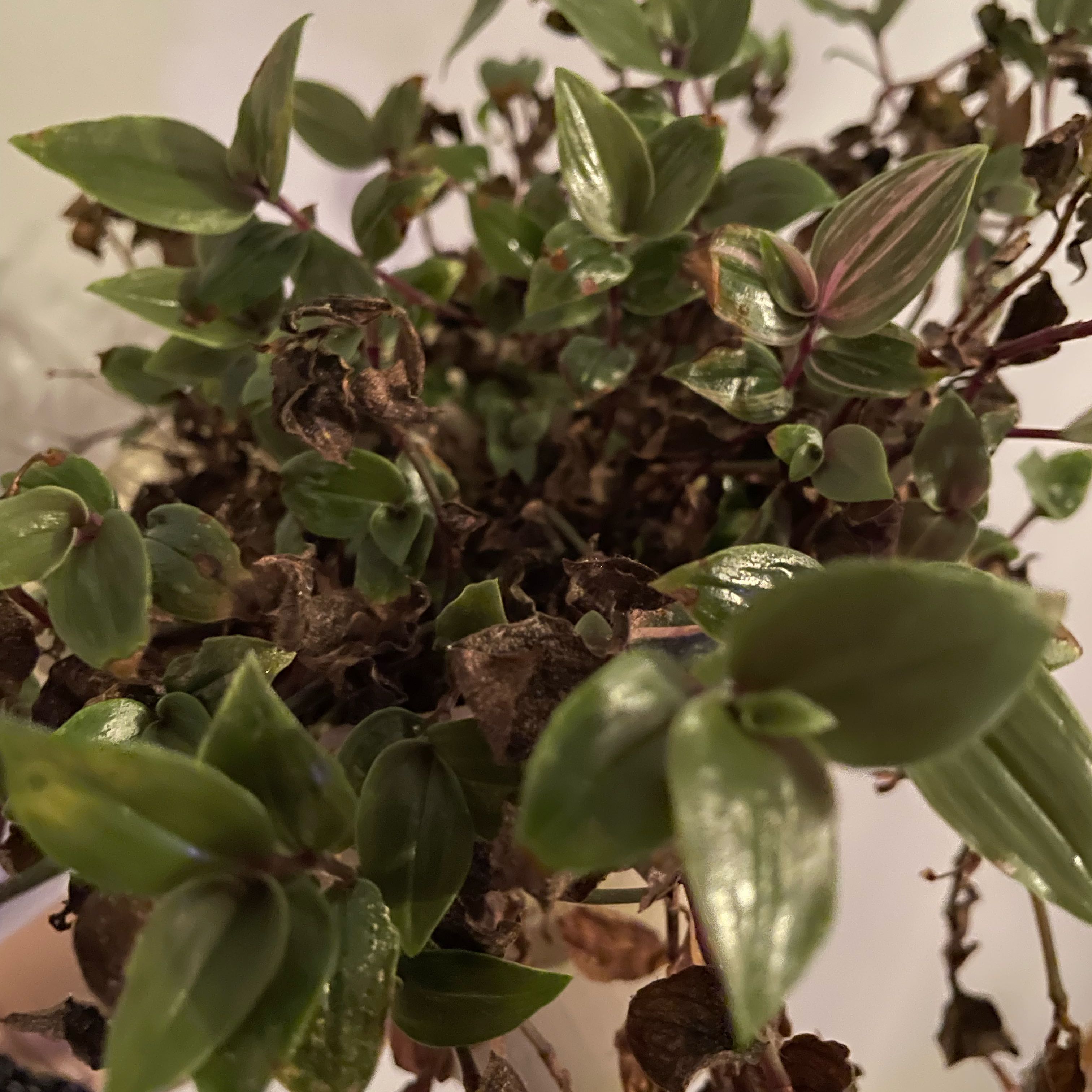 Photo of the plant species Rainbow Tradescantia by @thrntnja named Einstein on Greg, the plant care app