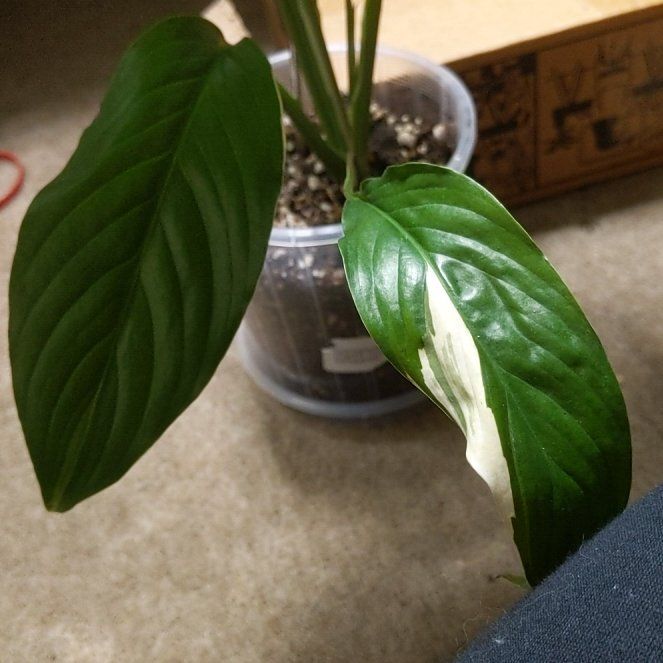 Photo of the plant species Picasso Peace Lily by @FlashyBoxholly named Bruce Lee on Greg, the plant care app