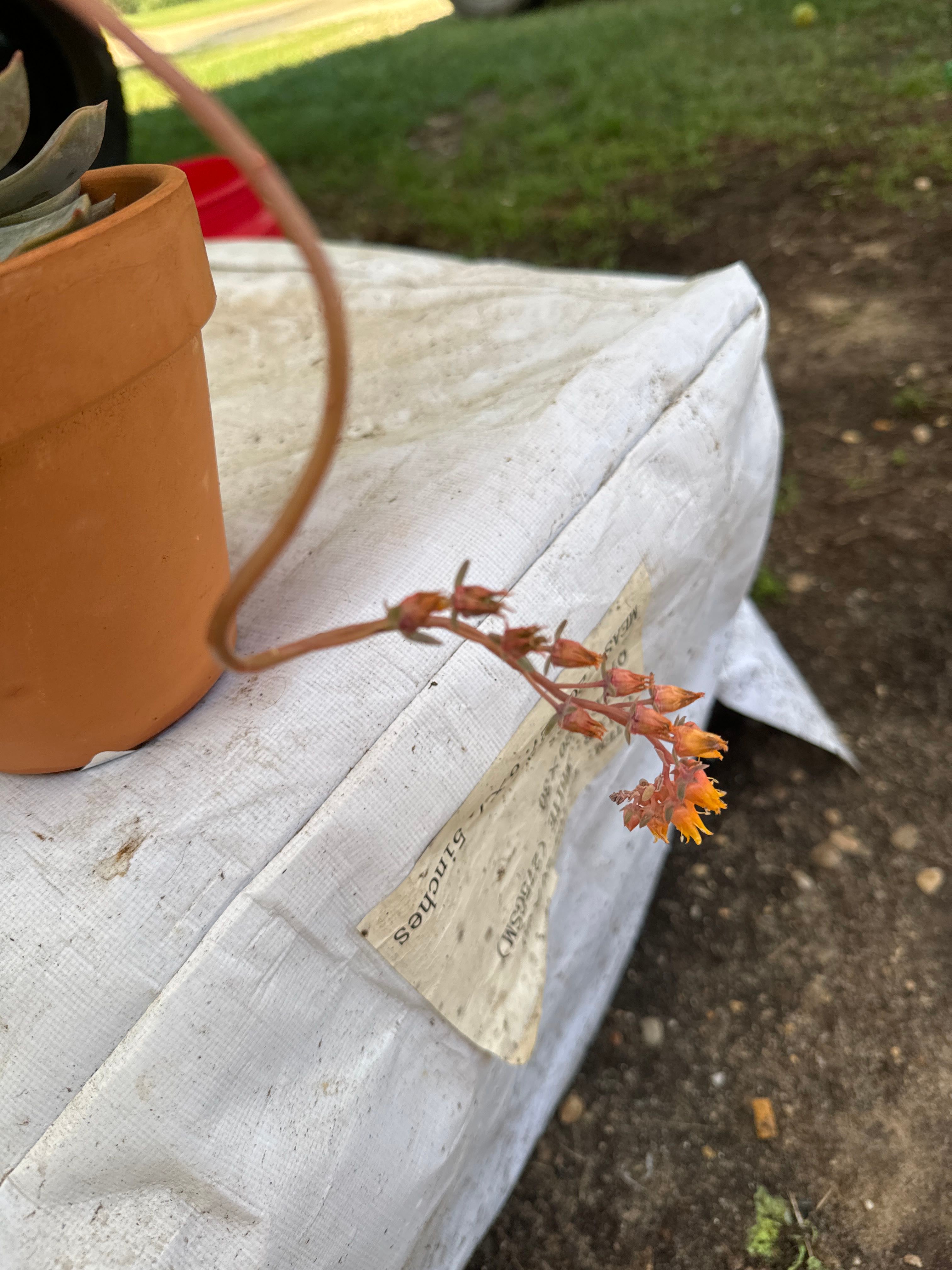 🌀 Why Are My Echeveria 'Pinwheel' Leaves Droopy?