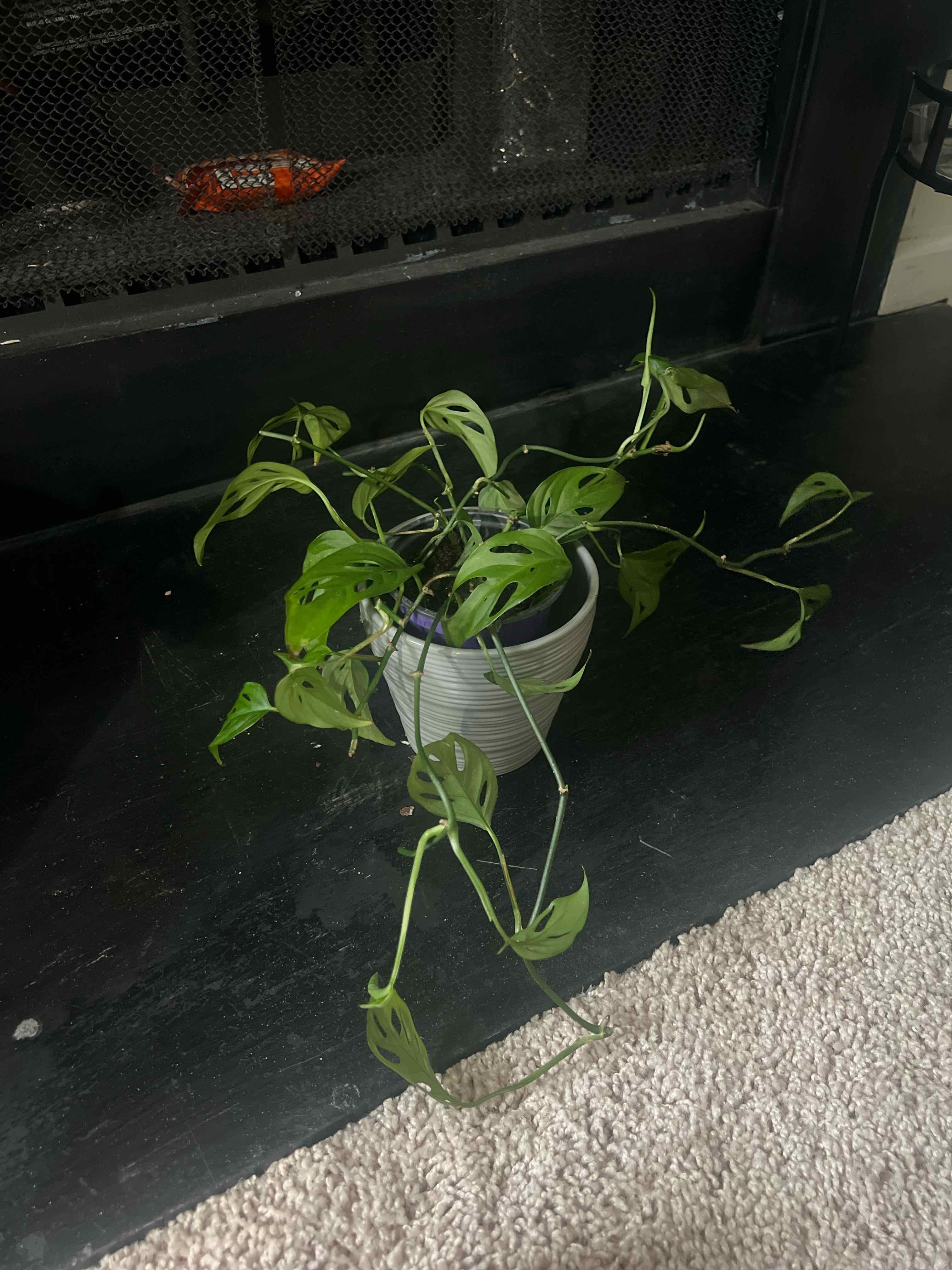 Swiss Cheese Vine plant in a small pot on a dark surface with carpet visible.
