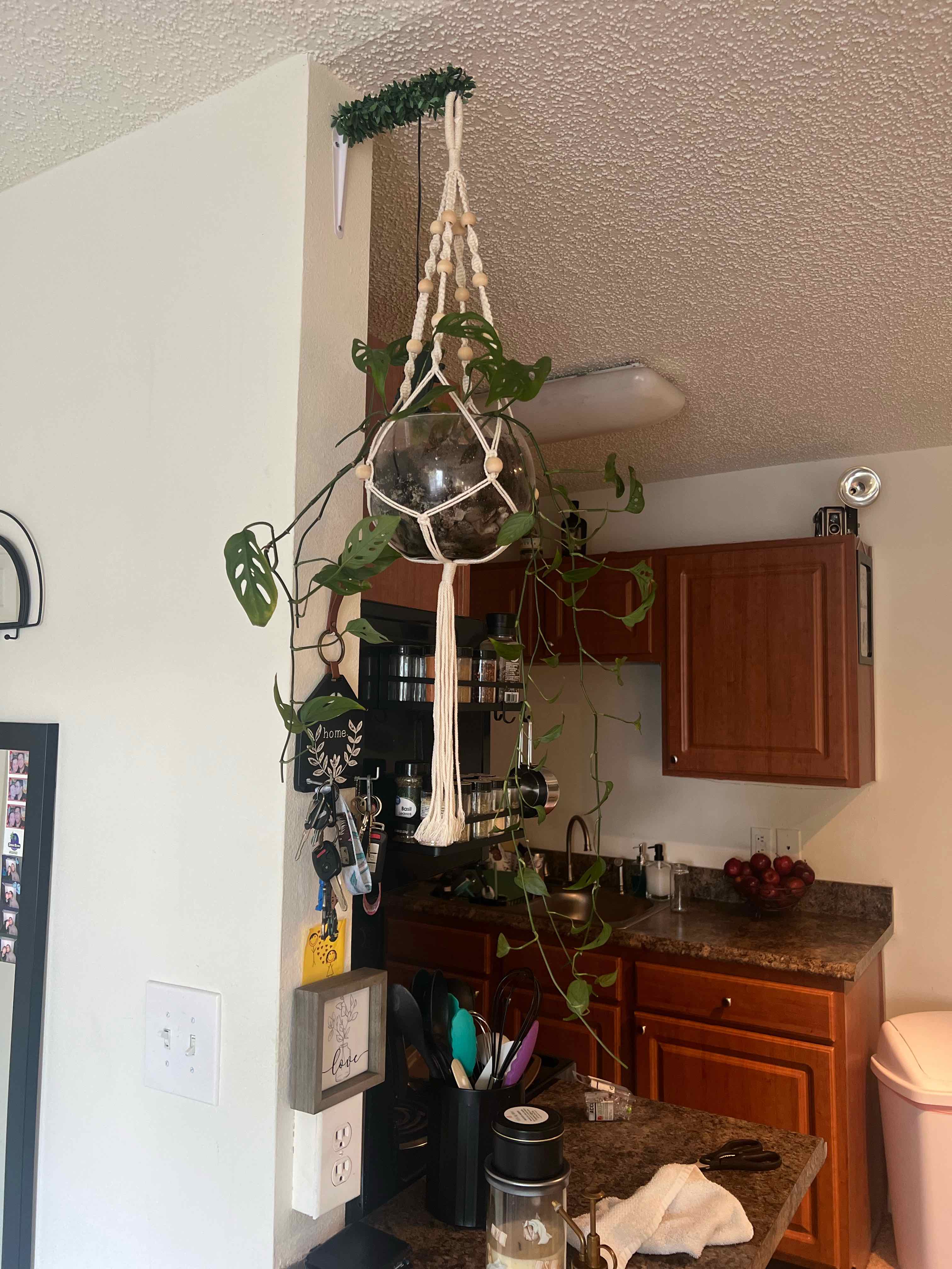A healthy, thriving Monstera deliciosa plant with large green leaves hanging in a macrame planter in a home.
