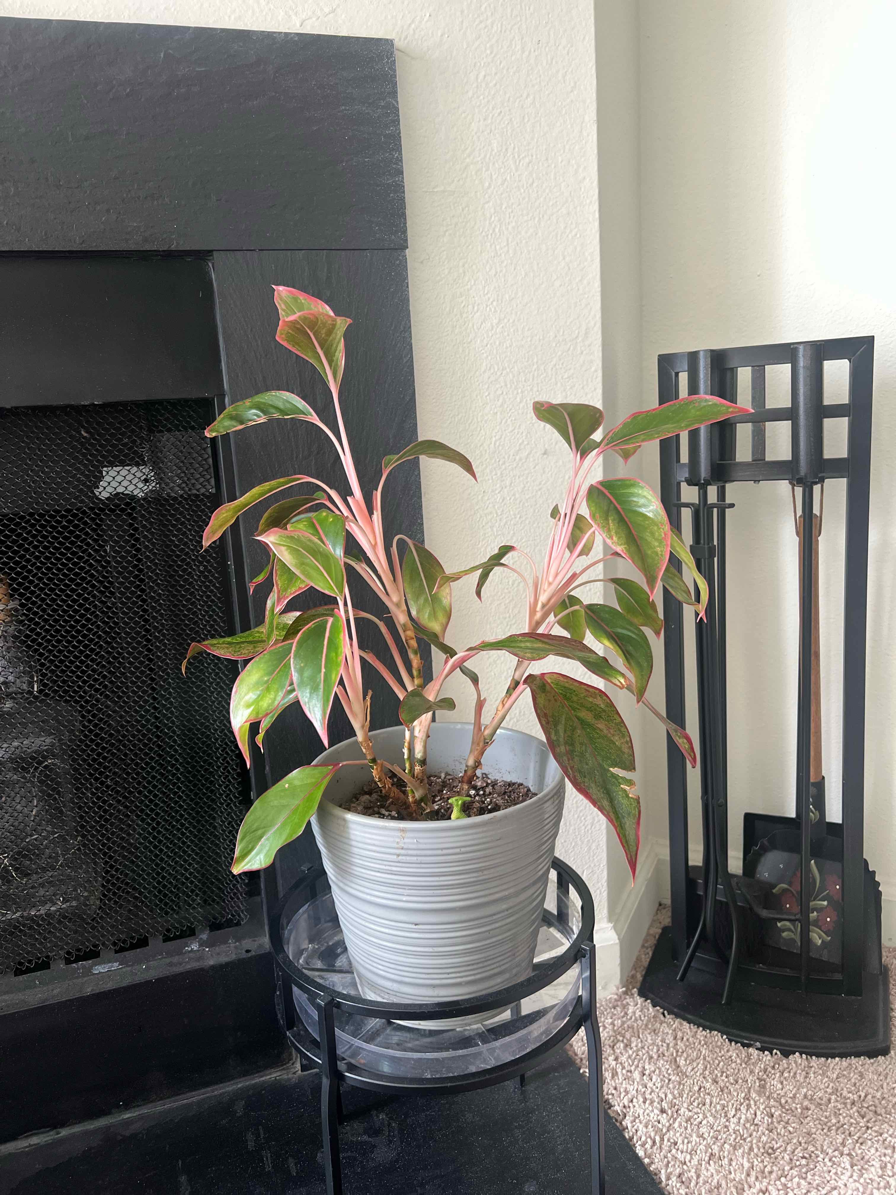 A healthy, variegated Chinese Evergreen houseplant with pink and green leaves sits in a white pot next to a fireplace.