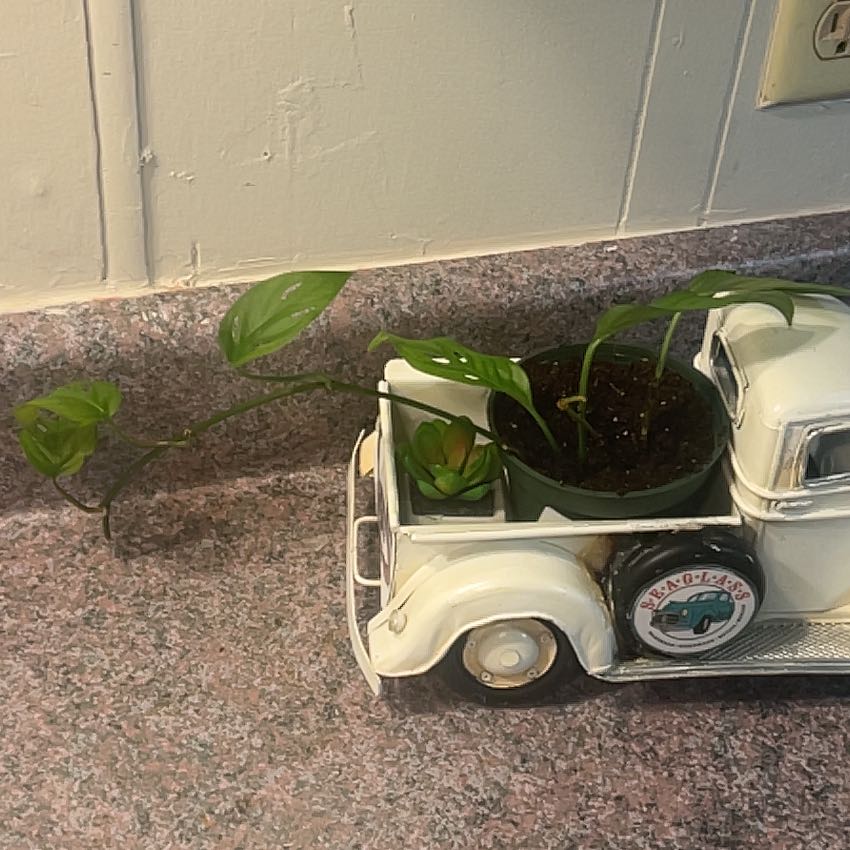 Swiss Cheese Vine plant in a pot on a decorative truck with visible soil and healthy leaves.