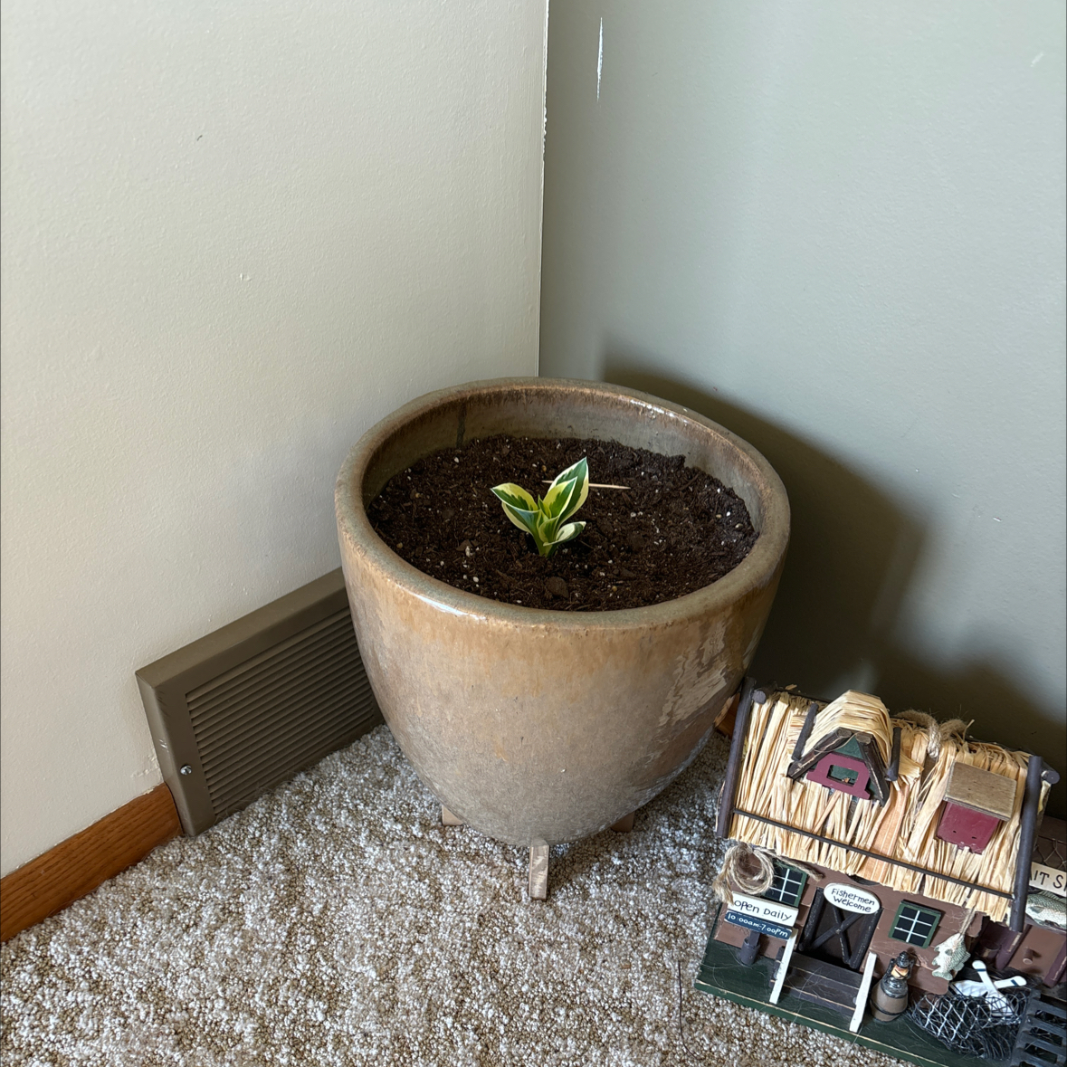 A young Hosta 'Patriot' plant in a pot indoors with healthy soil.