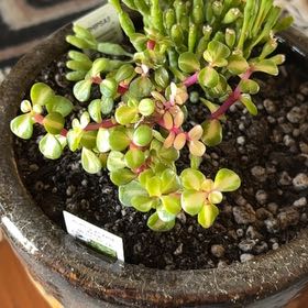 Photo of the plant species Elephant Bush by @DarlingTaraire named Sahara on Greg, the plant care app