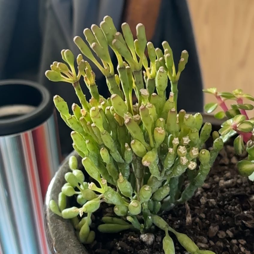 Photo of the plant species Rhipsalis spp. by @DarlingTaraire named Plato on Greg, the plant care app