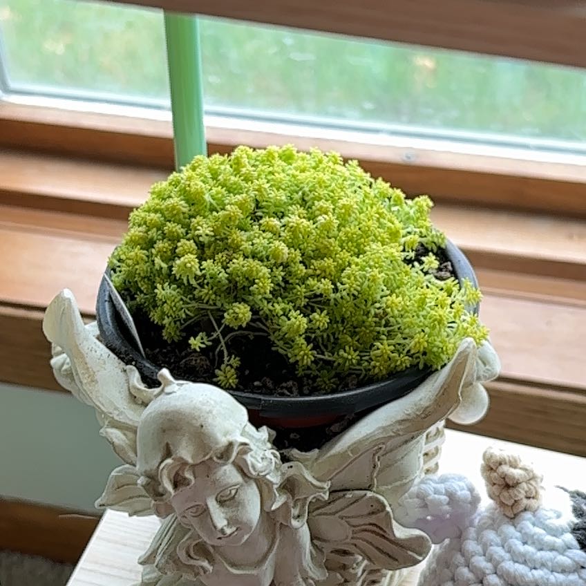 Photo of the plant species Sedum japonicum 'Tokyo Sun' by @DarlingTaraire named Curie on Greg, the plant care app