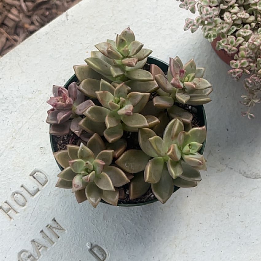 Photo of the plant species Graprosedum 'Bronze' by @AthleticMarimo named Harmony on Greg, the plant care app