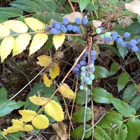 Photo of the plant species Cascade Barberry by @SleekSilverspot named Hemingway on Greg, the plant care app