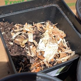 Photo of the plant species Hybrid Dahlia by @RegalKermesoak named Prince on Greg, the plant care app