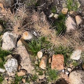 Photo of the plant species Engelmann's Hedgehog Cactus by @PluckyRhubarb named Bieber on Greg, the plant care app