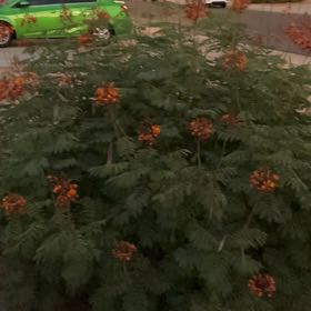 Photo of the plant species Caesalpinia Pulcherrima by @PluckyRhubarb named Willow on Greg, the plant care app