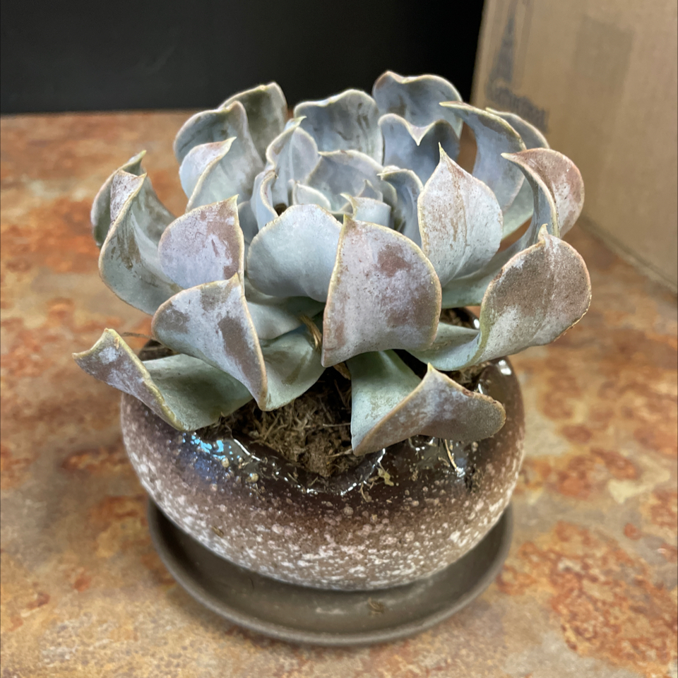 Photo of the plant species Echeveria 'Arabella' by @MackB3 named Elina on Greg, the plant care app