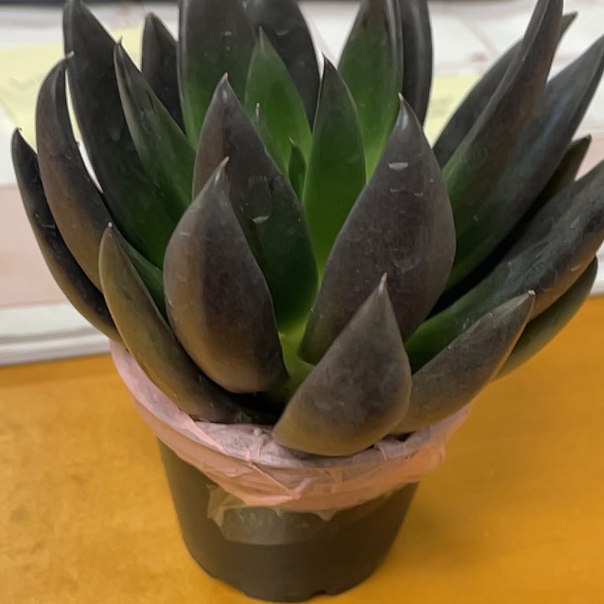 Echeveria 'Black Knight' succulent in a pot with dark leaves and a green center.