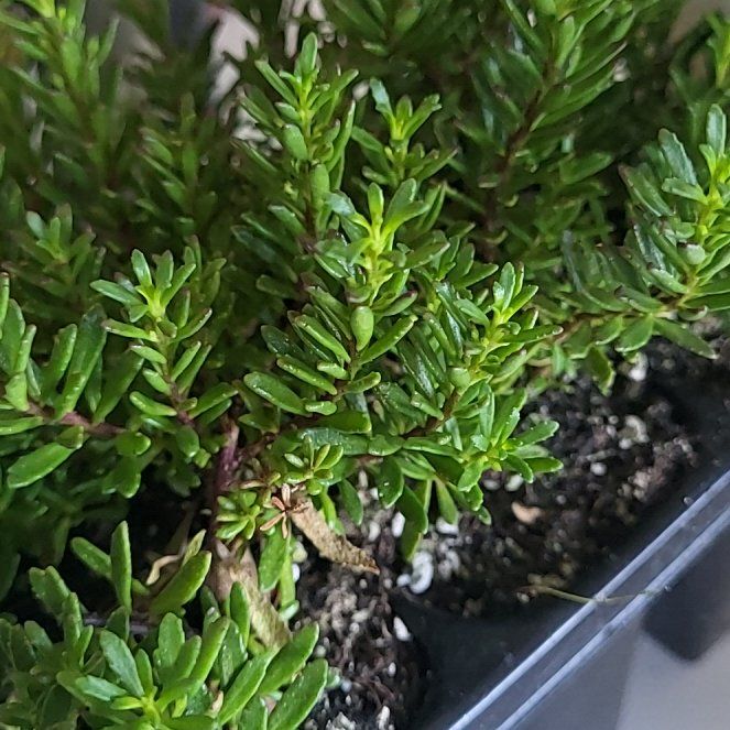 Photo of the plant species Dwarf Native-Myrtle by @LushCoyotillo named Zion on Greg, the plant care app