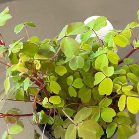Photo of the plant species oxalis 'Molten Lava' by @SapientMonstera named Bodhi on Greg, the plant care app