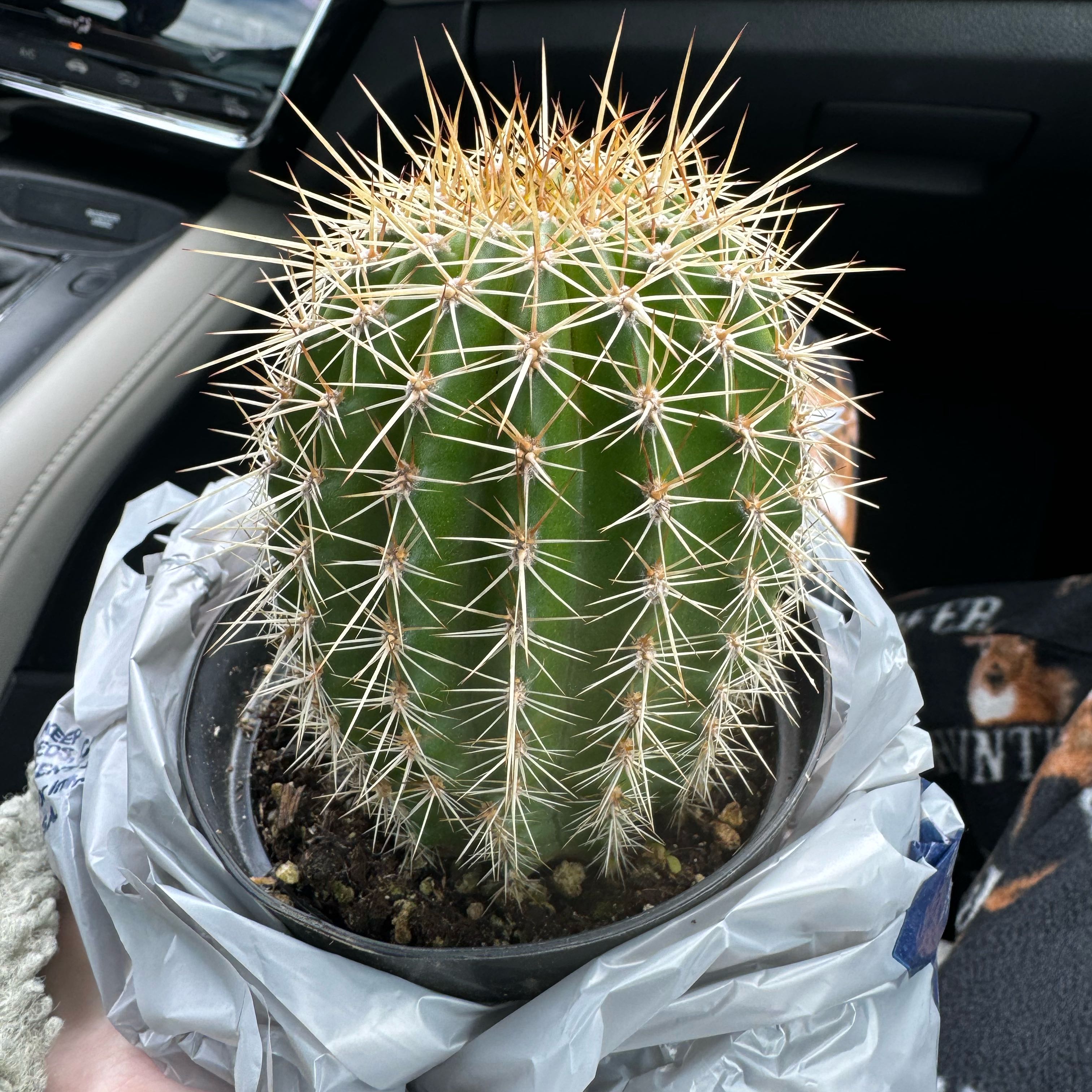 Photo of the plant species Soehrensia huascha subsp. huascha by @AutonomousBonsi named Sahara on Greg, the plant care app