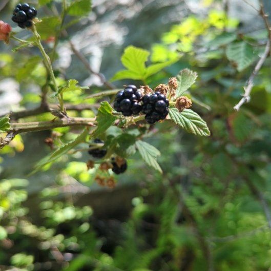 Photo of the plant species Common Blackberry by @BrainySugarvine named Gomez on Greg, the plant care app