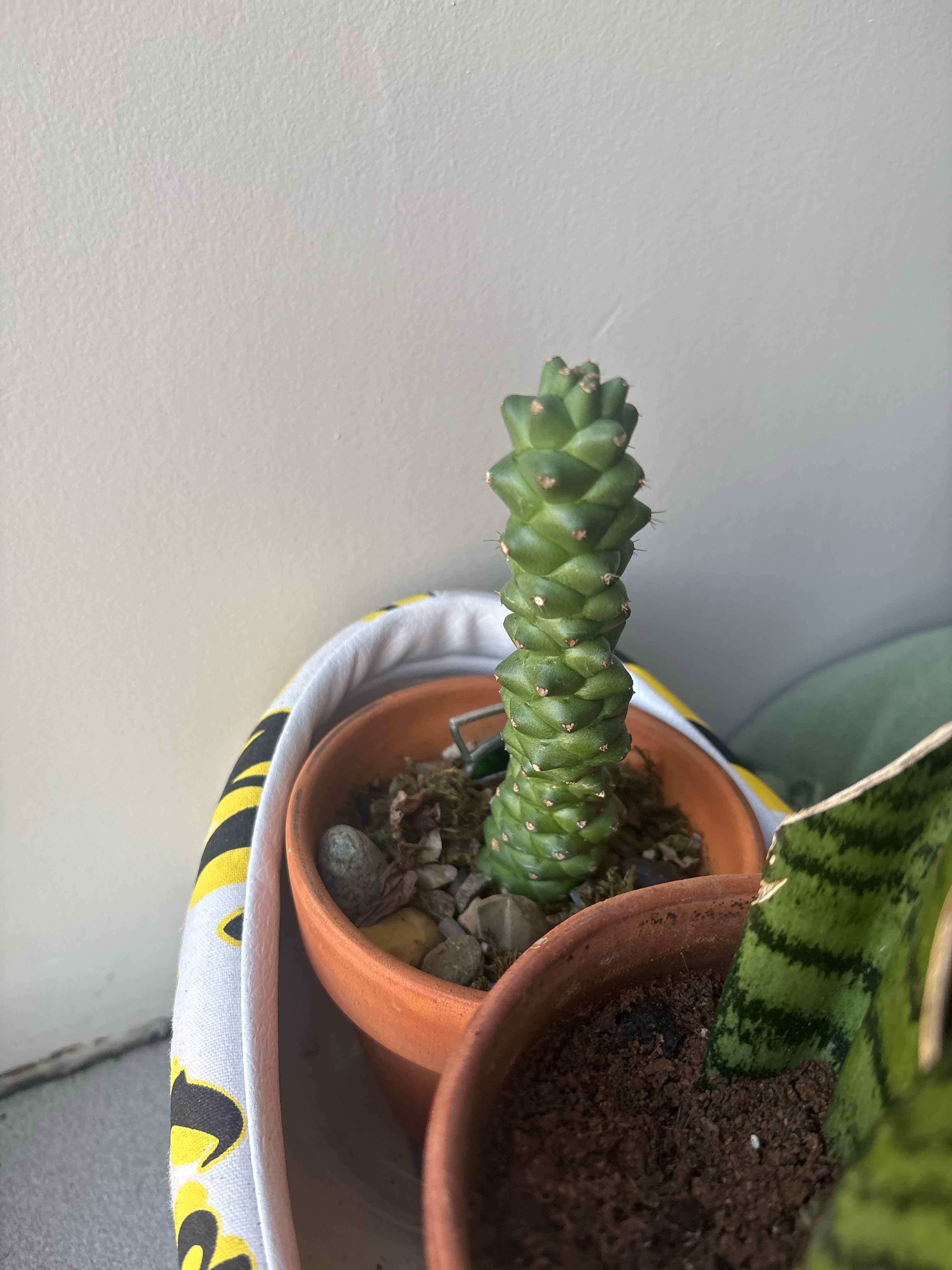 Photo of the plant species Euphorbia Succulenta by @jtizzle named Winston on Greg, the plant care app