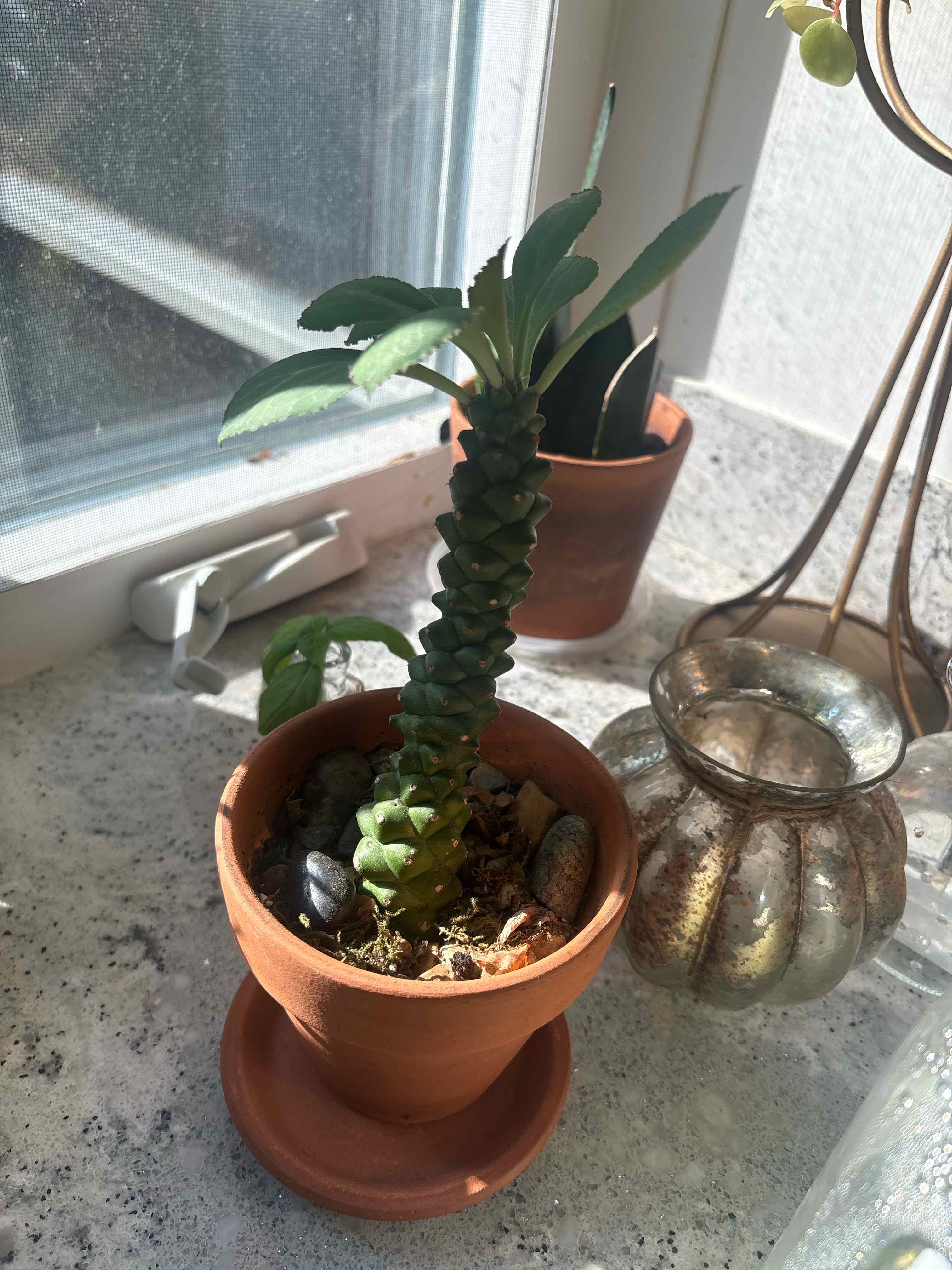 Photo of the plant species Euphorbia Succulenta by @jtizzle named Winston on Greg, the plant care app