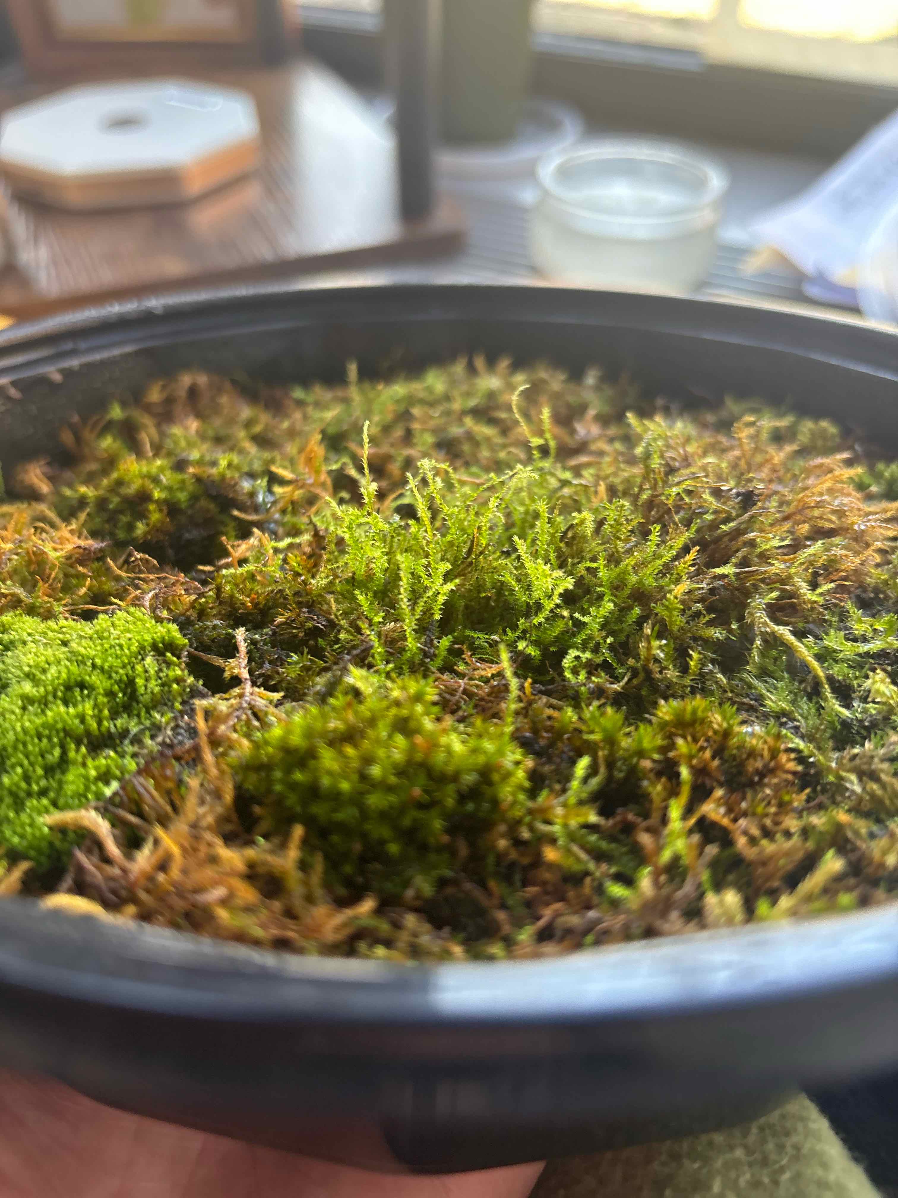 Photo of the plant species Cypress-Leaved Plait Moss by @jtizzle named Moff on Greg, the plant care app