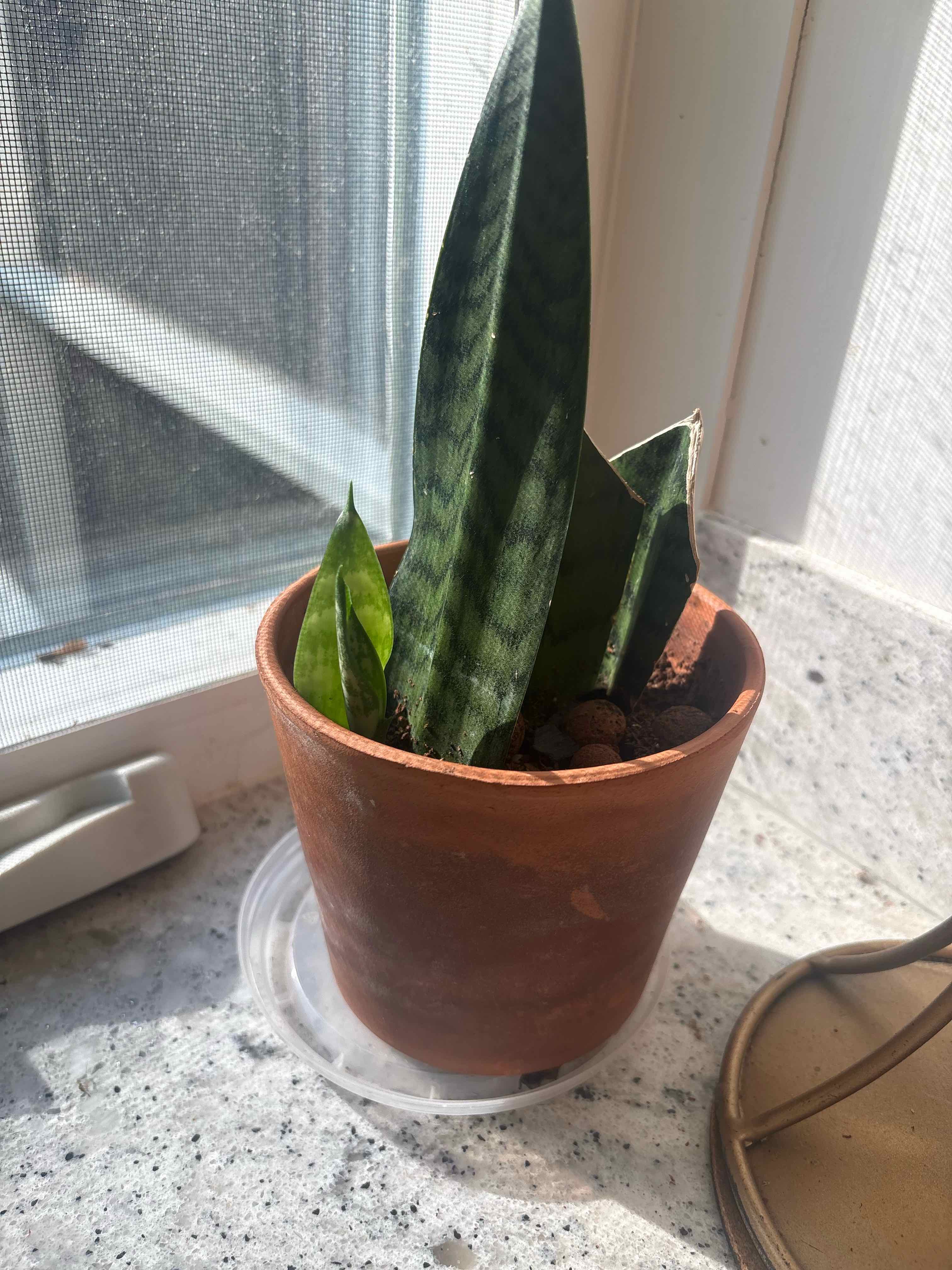 Nate Plant