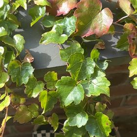 Photo of the plant species Japanese Ivy by @jtizzle named Mmmm on Greg, the plant care app