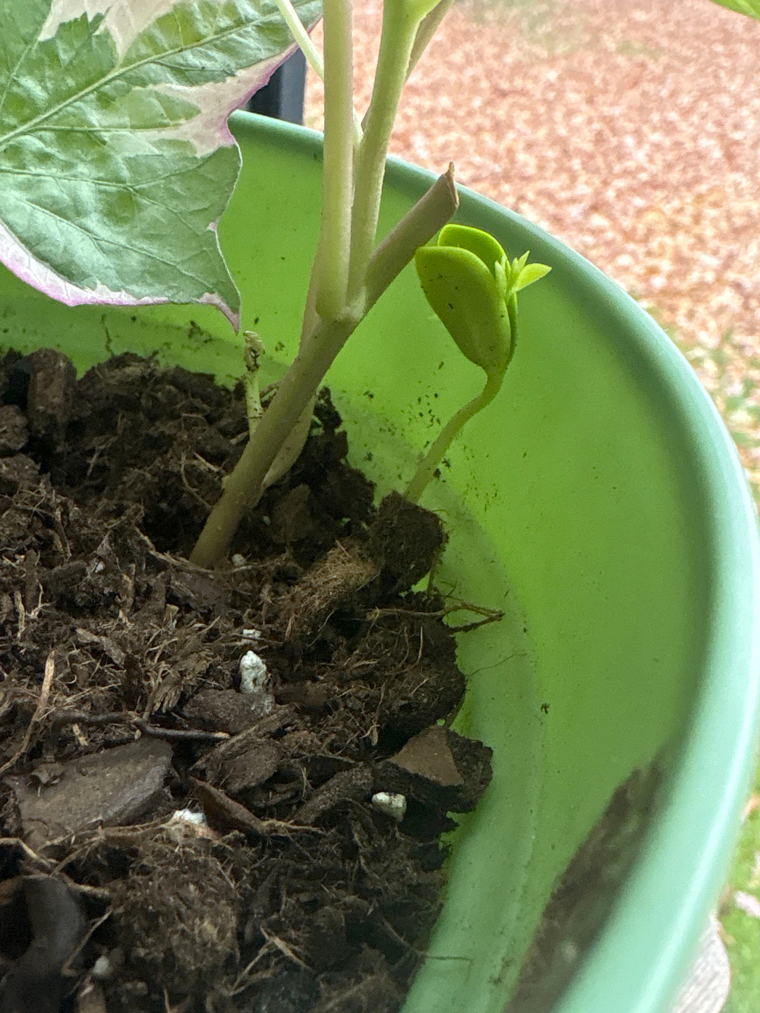 Sweet Potato 'Sidekick Black Heart' Care 101: Water, Light \u0026 Growing Tips, image size:1000x1000
