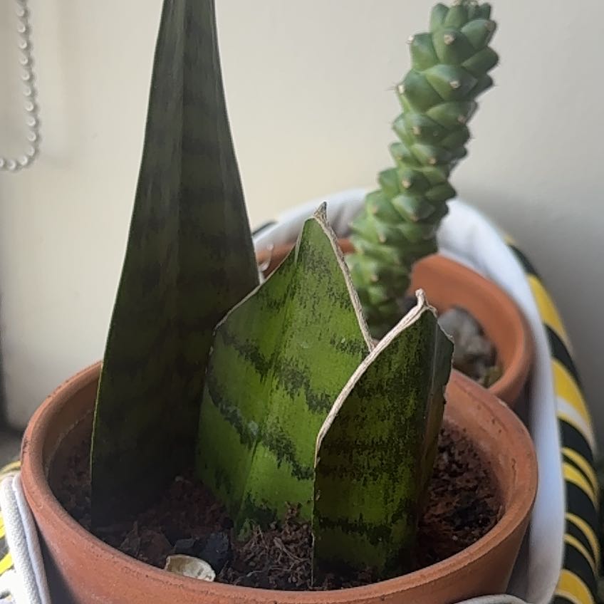 Nate Plant