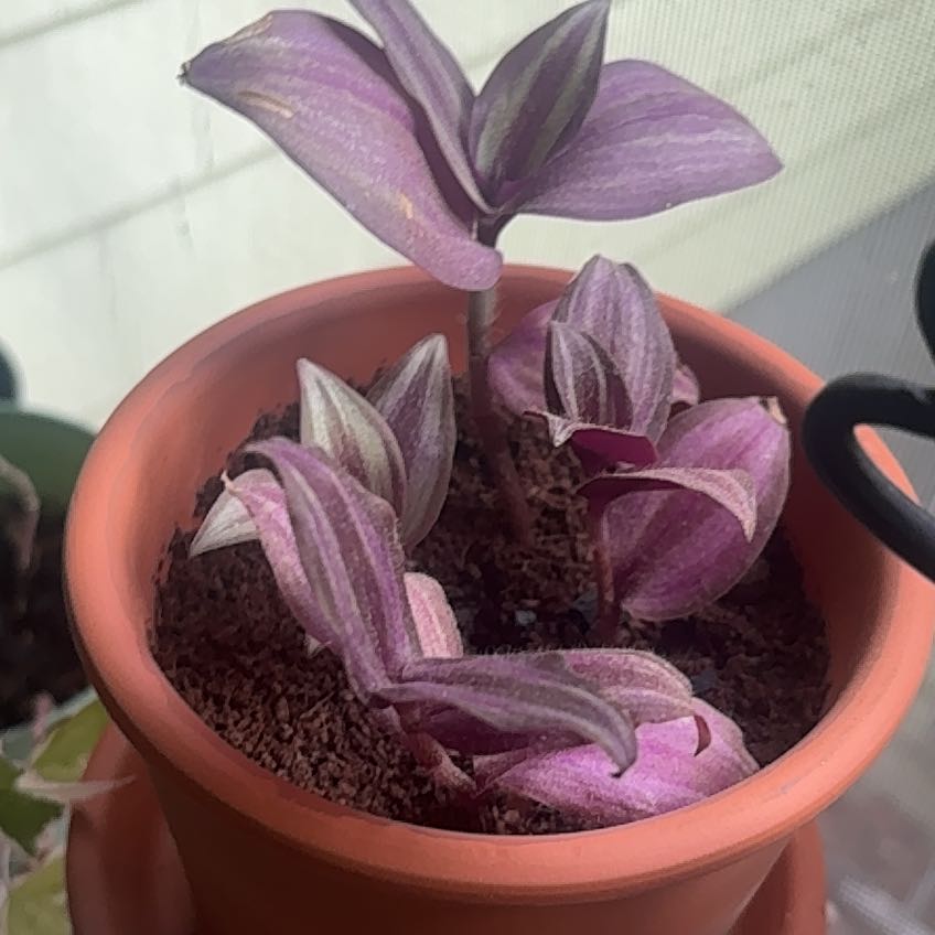Photo of the plant species Wandering Dude 'Burgundy' by @jtizzle named Harmony on Greg, the plant care app