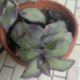 Photo of the plant species Dragon's Tail by @jtizzle named Eva on Greg, the plant care app