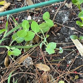 Photo of the plant species Beach Pea by @AssistiveWaxivy named Coco on Greg, the plant care app