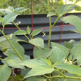 Photo of the plant species American Black Nightshade by @AssistiveWaxivy named Captain Plant-it on Greg, the plant care app