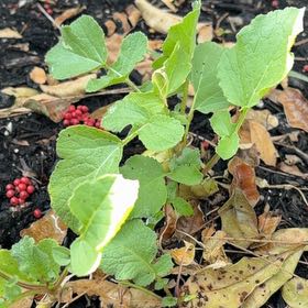 Photo of the plant species Wild Radish by @AssistiveWaxivy named Willow on Greg, the plant care app