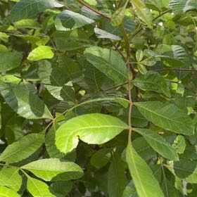 Photo of the plant species Brazilian Peppertree by @AssistiveWaxivy named Sahara on Greg, the plant care app