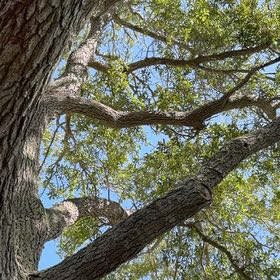Photo of the plant species Camphor by @AssistiveWaxivy named LiloStitch on Greg, the plant care app