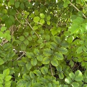 Photo of the plant species Cape Honeysuckle by @AssistiveWaxivy named Elle on Greg, the plant care app