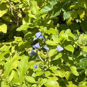 Photo of the plant species Blue Plumbago by @AssistiveWaxivy named Fernie Saunders on Greg, the plant care app