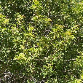 Photo of the plant species Brazilian Peppertree by @AssistiveWaxivy named Sage on Greg, the plant care app