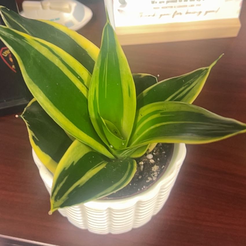 Photo of the plant species Sansevieria 'Superba' by @CropLadyVA named Office Baesil on Greg, the plant care app