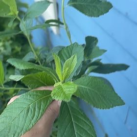 Photo of the plant species Coastal Sweet Pepperbush by @Ccotp named Sonora on Greg, the plant care app
